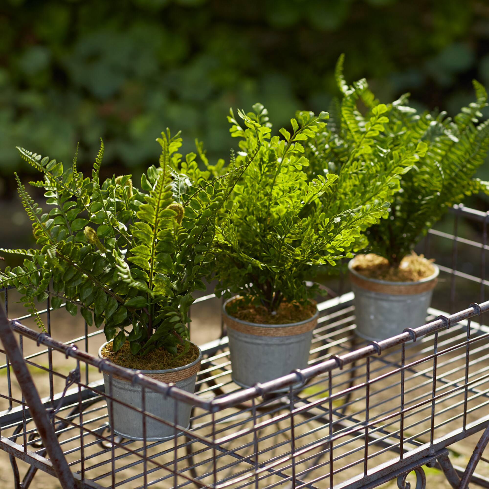 14.5" Fern Plant in Tin Pot Set